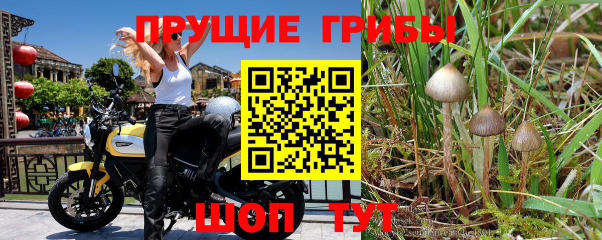 Псилоцибиновые грибы прущие грибы Изобильный
