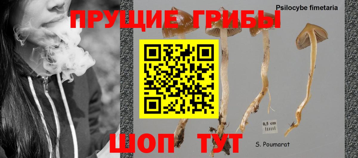 Галлюциногенные грибы Psilocybine cubensis  Вход с VPN  Изобильный 